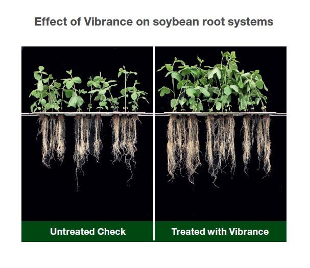 effect of soybeans on root systems