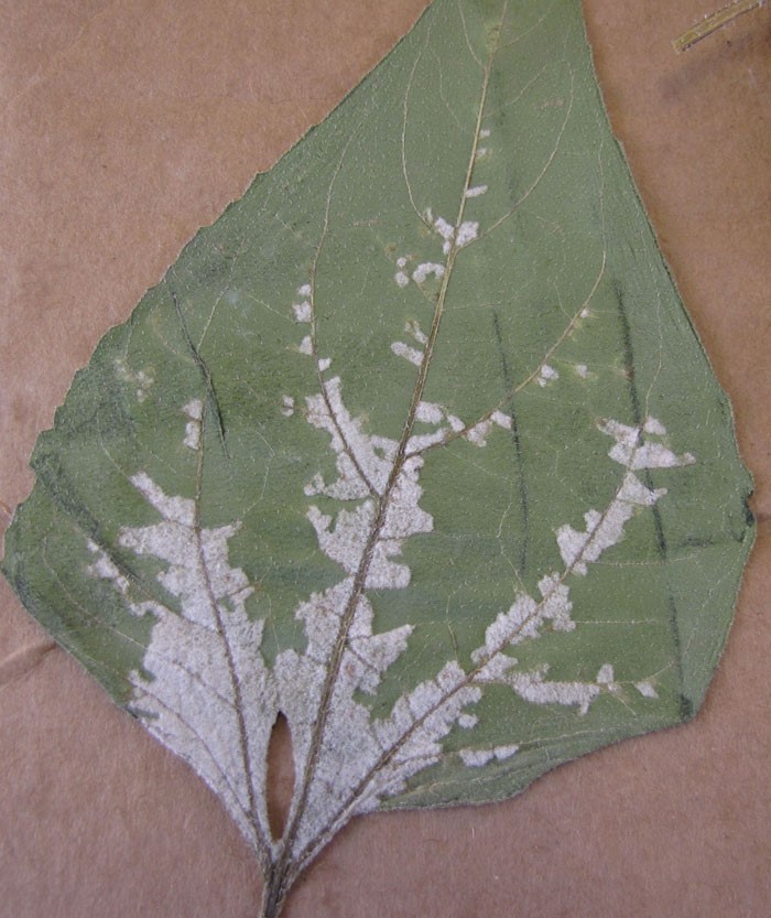 infected leaf