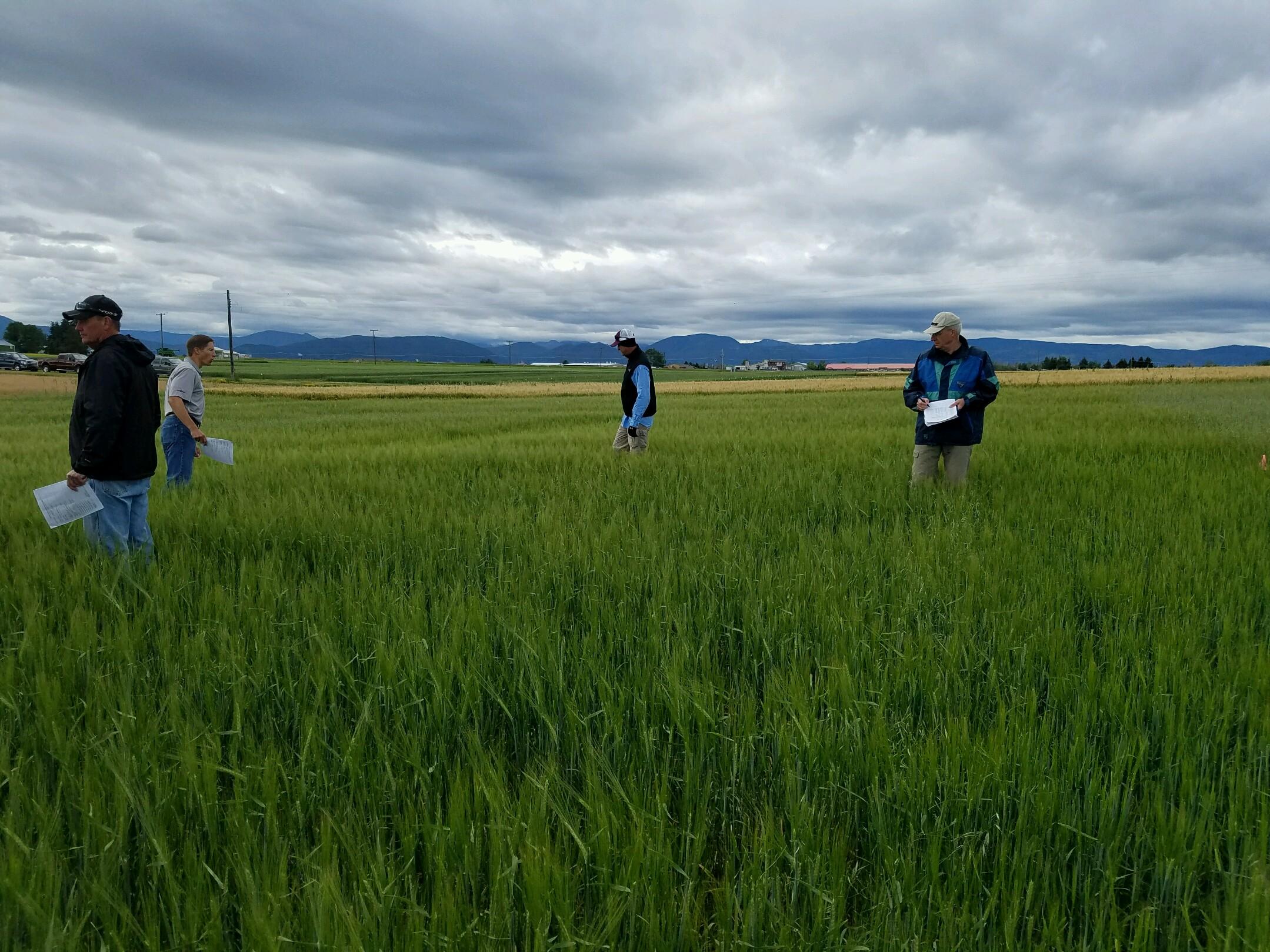 7.13.16_Tour_participants_evaluate_Talinor_performance_in_wheat_in_Bozeman,_Montana[1]