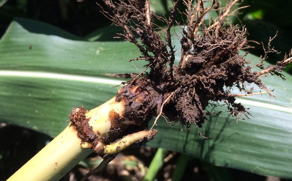 rootworm-pic-long