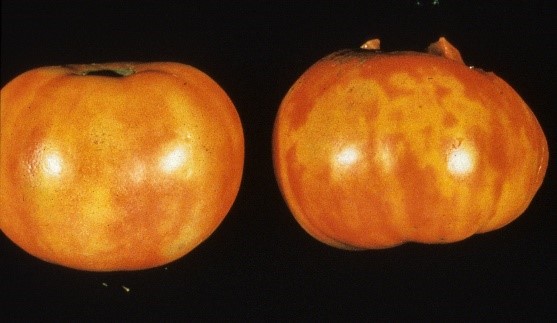 Agronomic image of tomato spot virus 