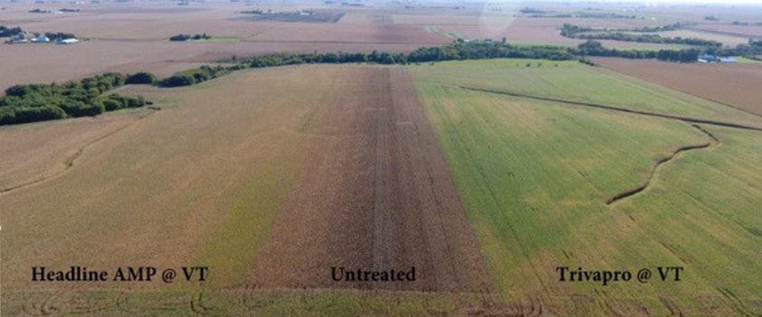 Agronomic image of corn crop management