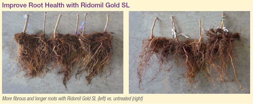 Agronomic image of almond roots