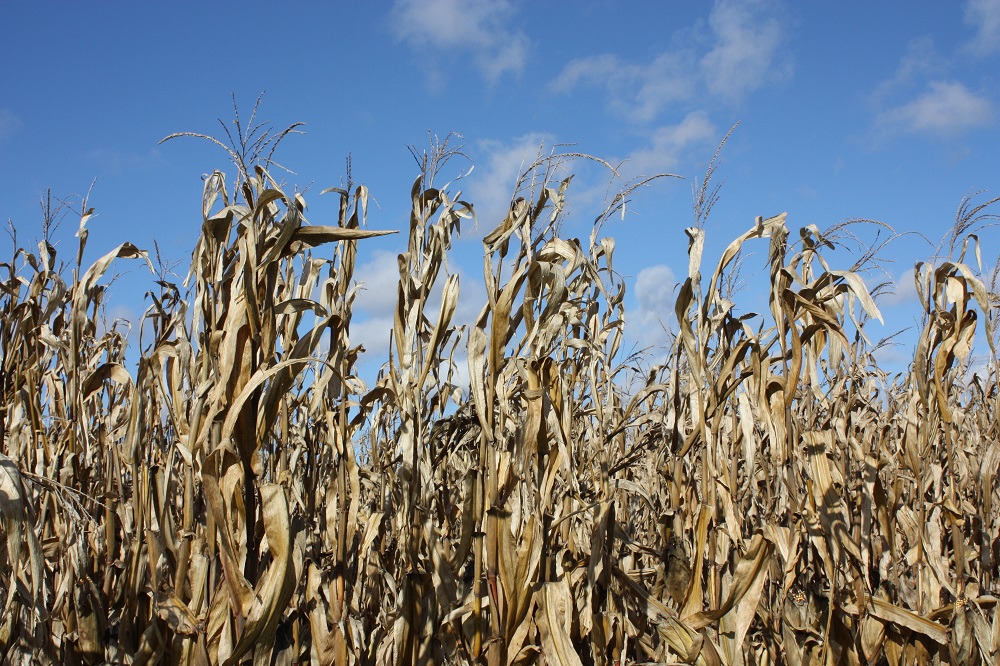 Agronomic image of corn 