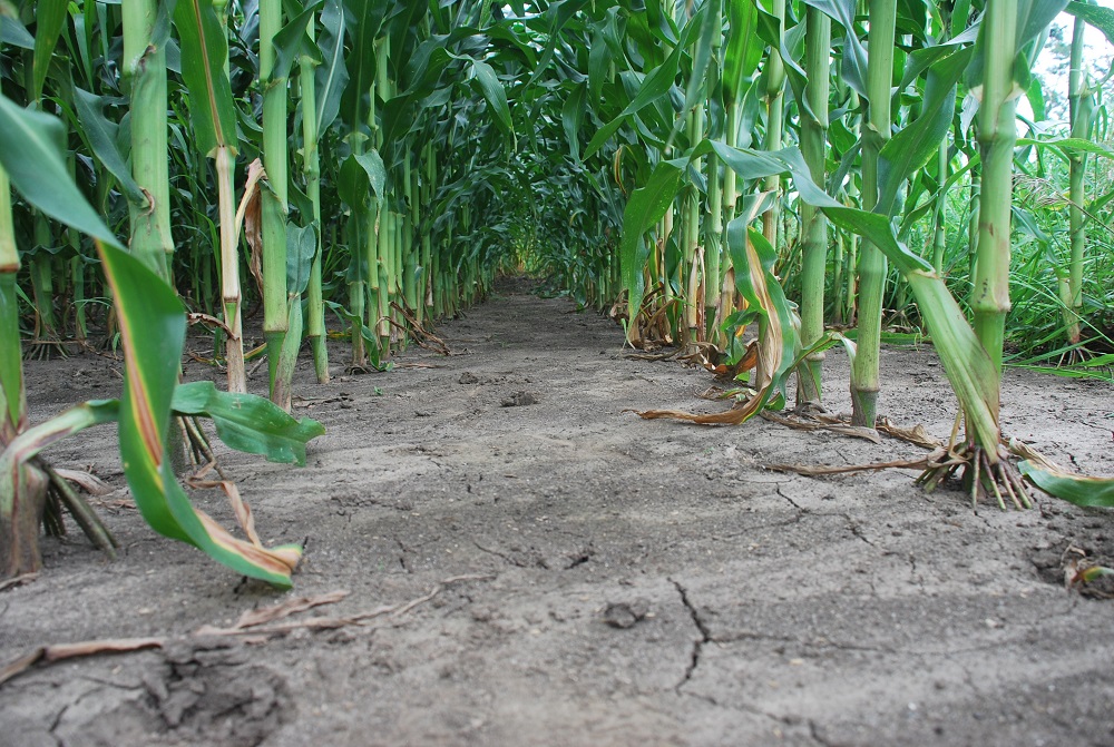 Agronomic image of clean corn rows with Acuron herbicide