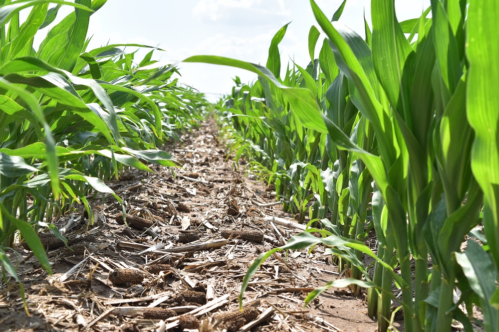 Agronomic image of clean corn rows in Kansas