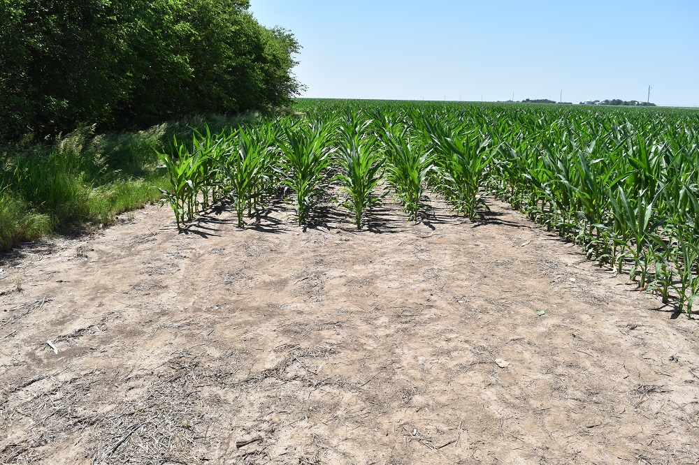 Agronomic image of clean corn rows in Nebraska