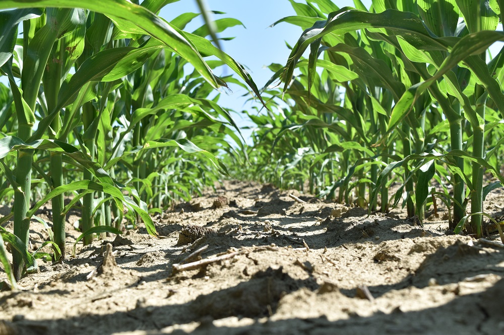 Agronomic image of clean corn rows in Nebraska