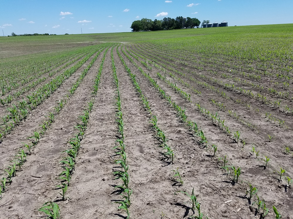 Agronomic image of clean corn rows 