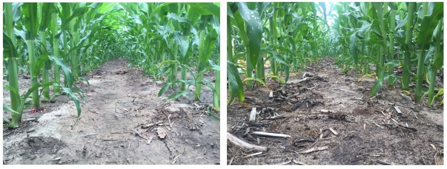 Agronomic image of untreated corn vs. clean rows treated