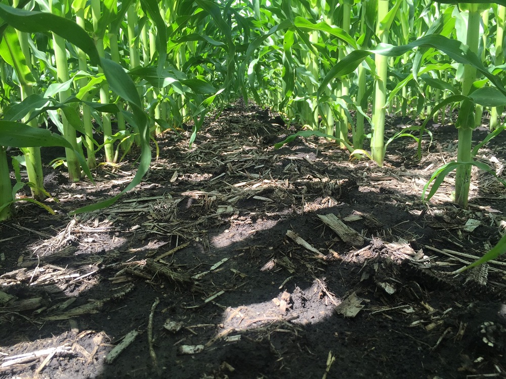 Agronomic image of clean corn rows