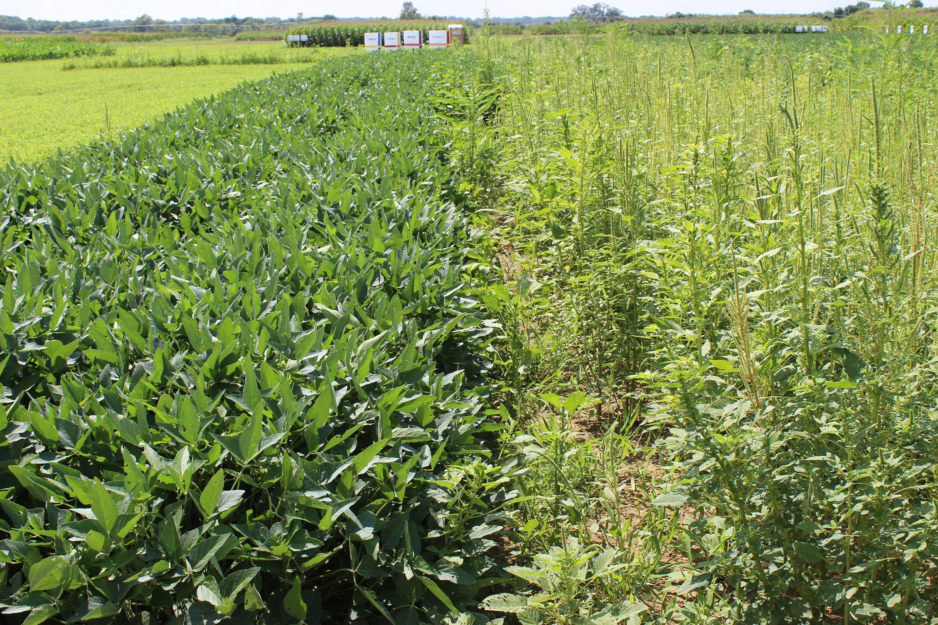 An agronomic image showing weed management.