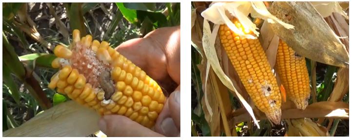 Agronomic image of corn and WBCW