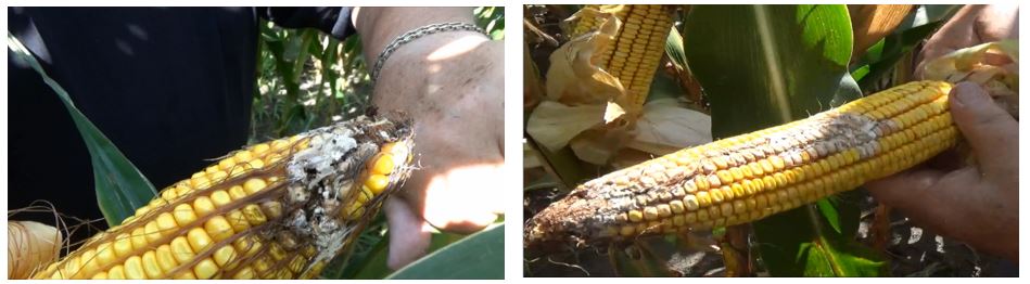 Agronomic image of corn and WBCW