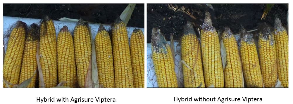 Agronomic image of Agrisure Viptera vs other corn hybrids