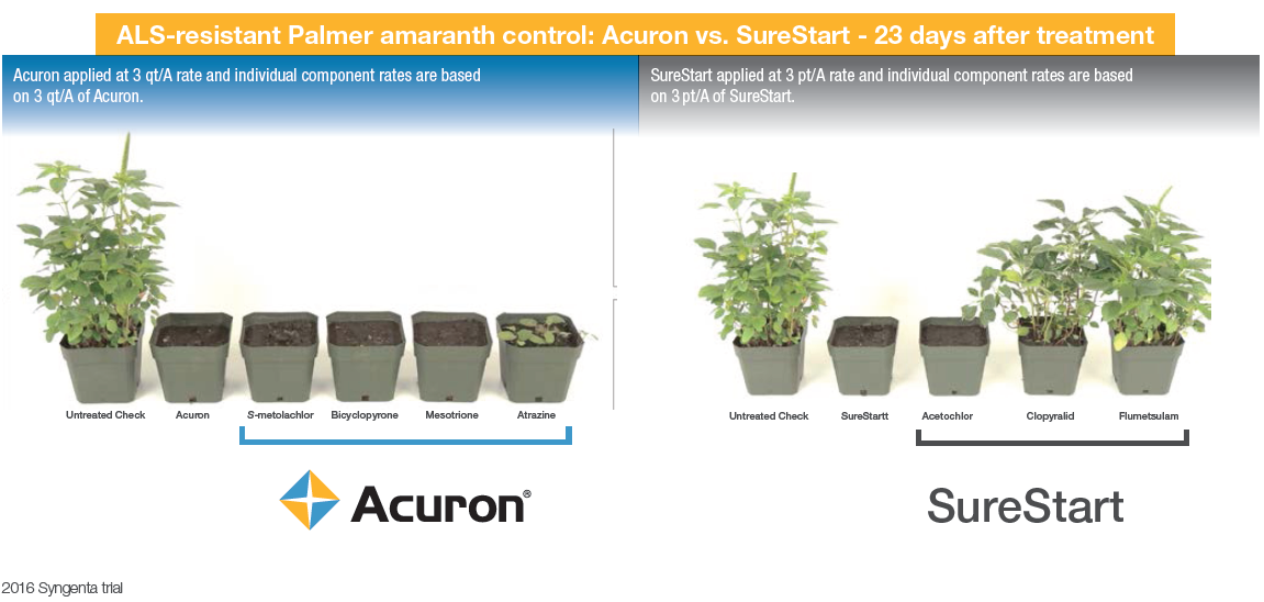 Image of Acuron corn herbicide performance vs. competitors