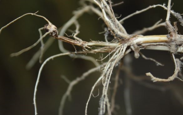 An agronomic photo showing common root rot.