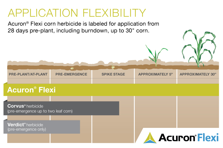 This agronomic photo shoes the comparison between Acuron Flex corn herbicide, Corvus, and Verdict herbicides on corn.