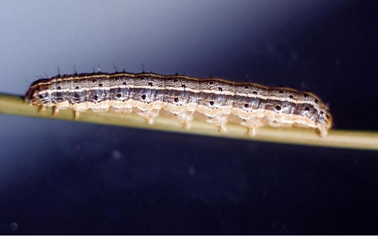 This agronomic photo shows a fall armyworm