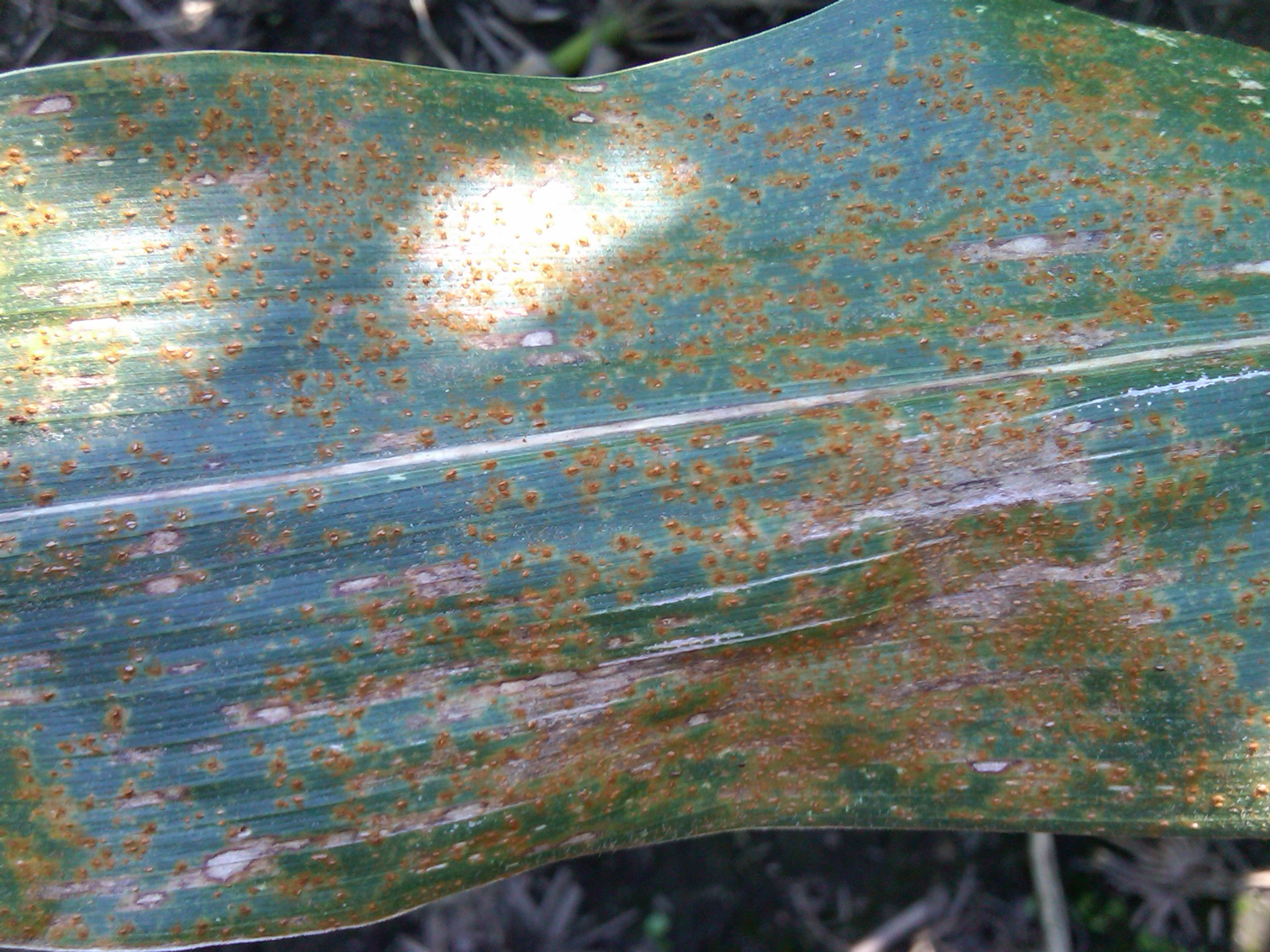 This agronomic photo shows common rust on corn.