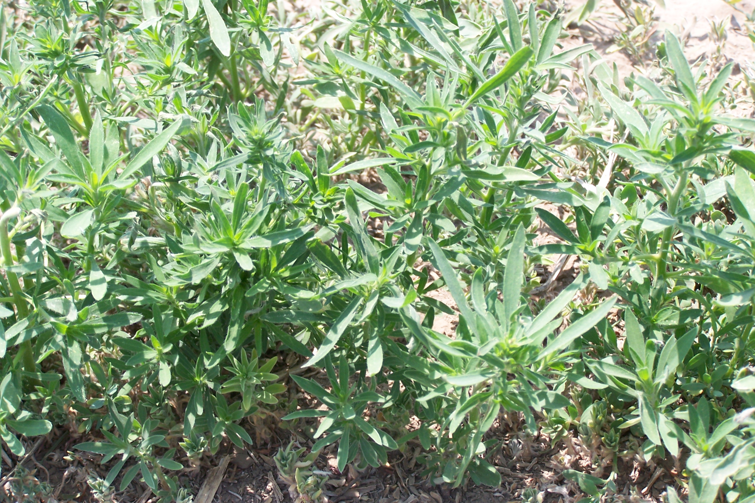 This agronomic photo shows the weed kochia.
