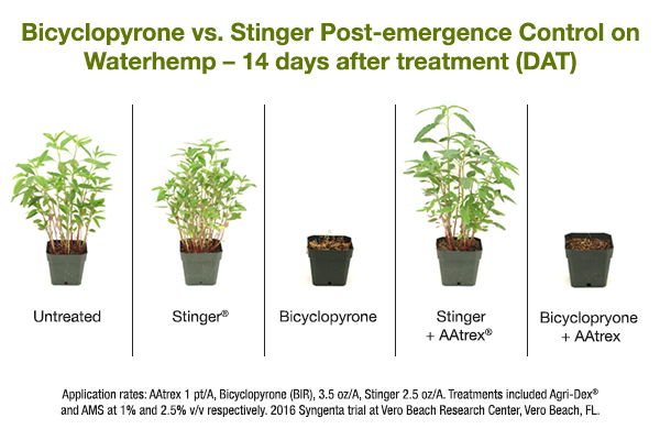 This photo shows weed management techniques through bicyclopyrone vs. Stinger.