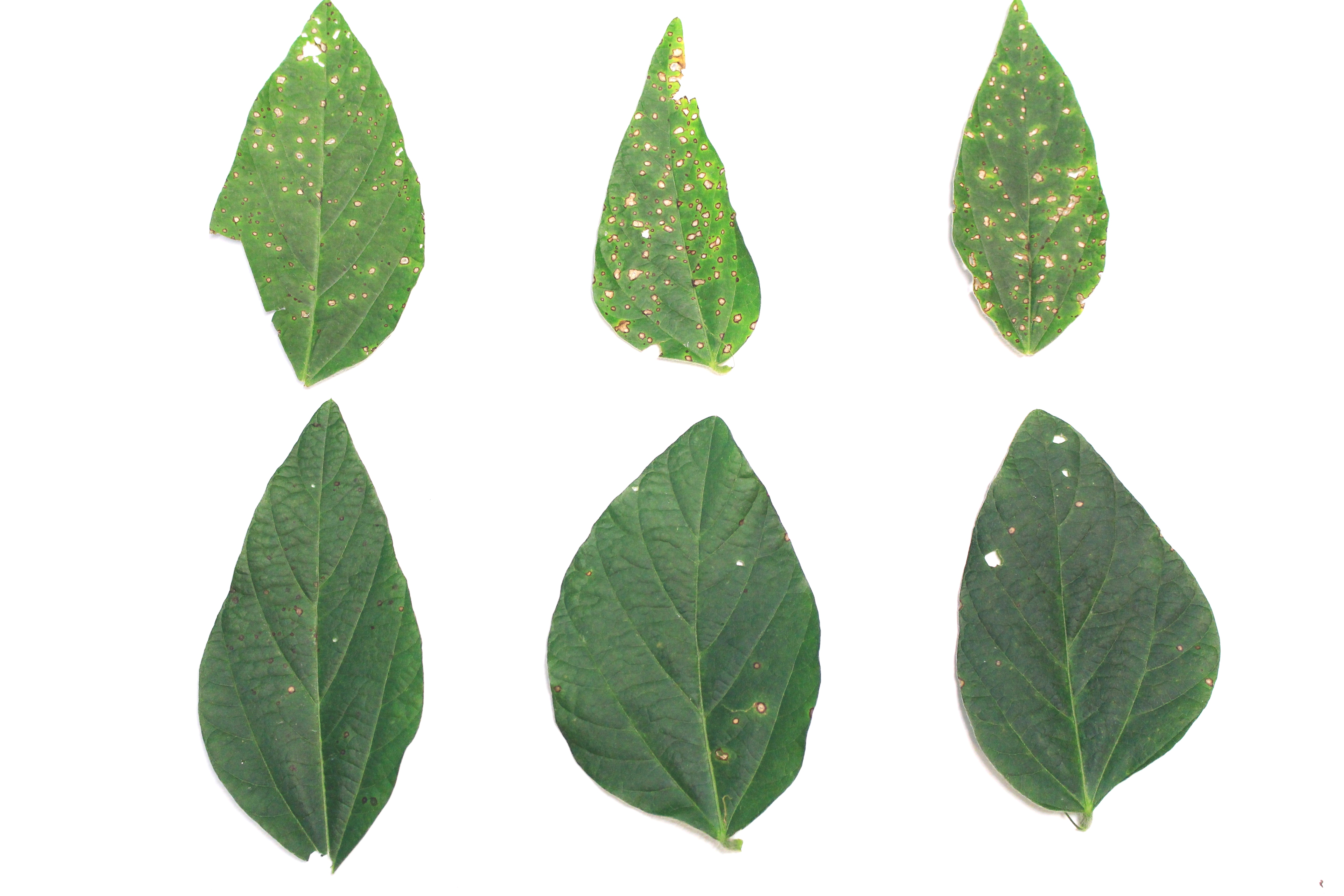 This agronomic photo shows untreated and Trivapro R3 soybean leaves.