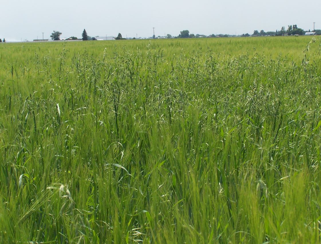 This agronomic photo shows the weed wild oats.