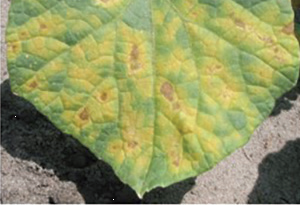 This agronomic image shows downy mildew in cucumber.