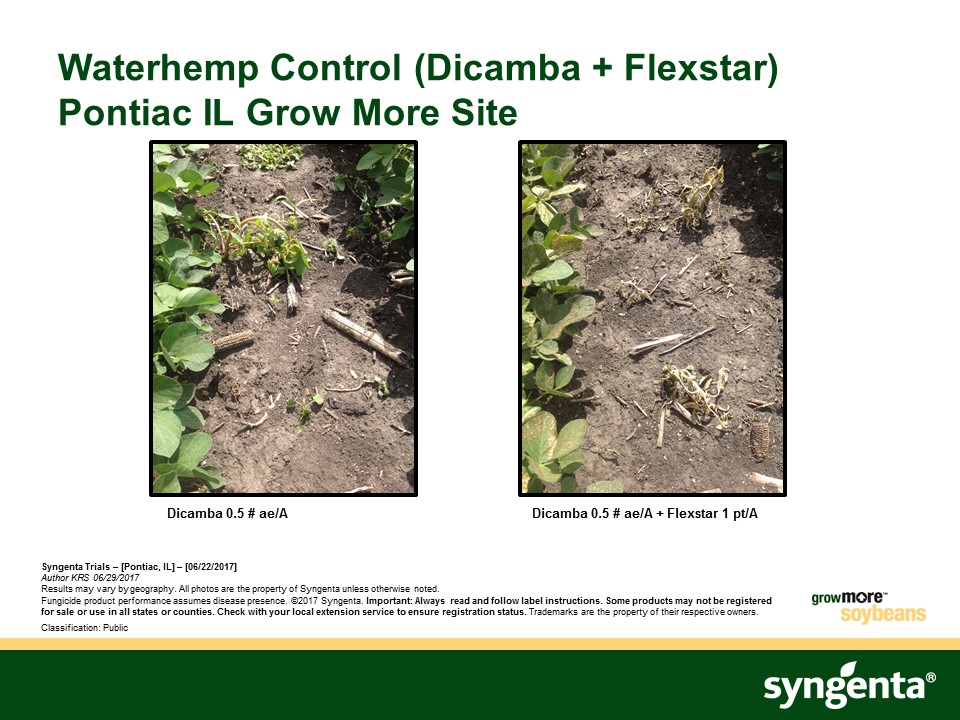This photo shows the effective control of Flexstar and dicamba compared to just dicamba.