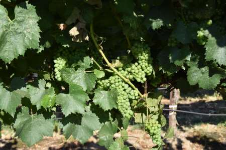 This agronomic photo shows chardonnay grapes after an application of a fungicide.