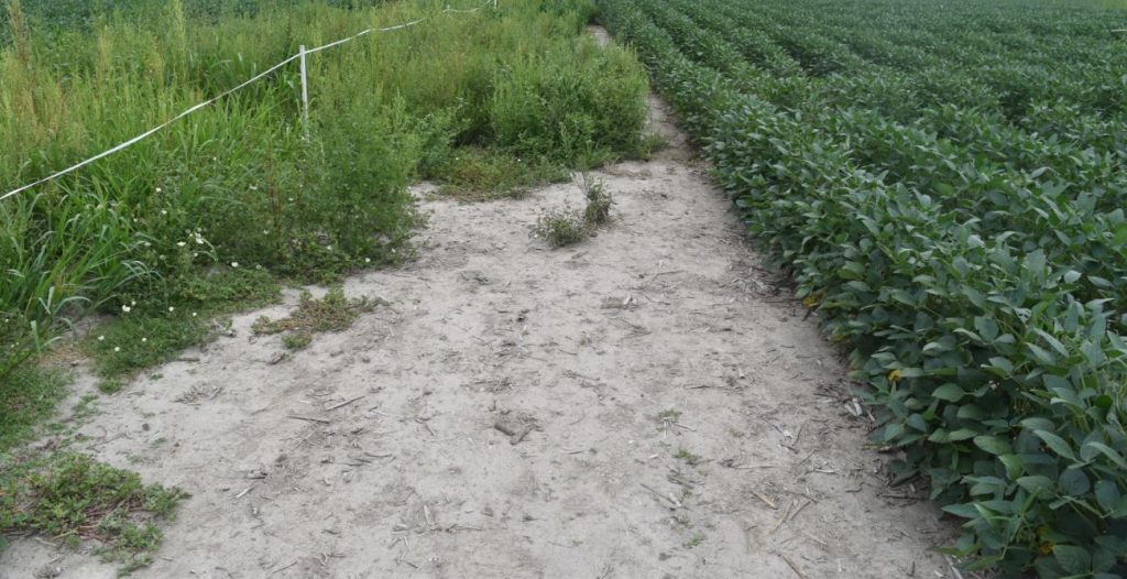 This agronomic image shows a bare ground trial with Gramoxone SL 2.0 used before and after vertical tillage.