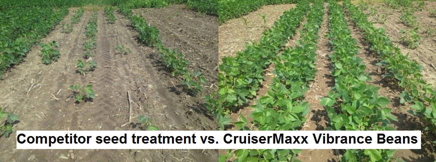 This agronomic image shows the comparison between competitor seed treatment and CruiserMaxx Vibrance Beans.