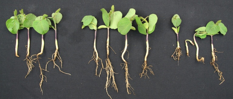 This agronomic image shows CruiserMaxx® Vibrance® Beans seed treatment compared to generic and branded competitor treatments.