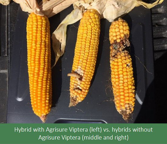 This agronomic image compares the success of hybrids with Agrisure Viptera against those without.