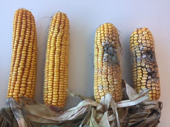 This image shows a corn hybrid with Agrisure Viptera trait (left) vs. non-Viptera hybrid (right)