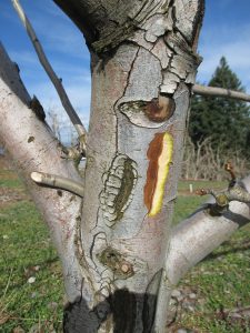 This agronomic image shows fire blight in a pome tree.