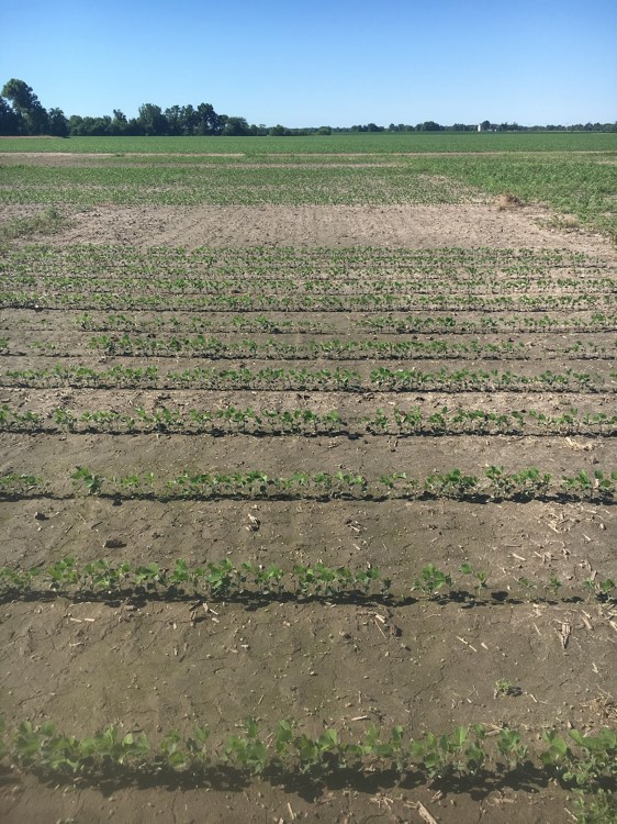 This agronomic image shows burndown followed by vertical tillage in soybeans.