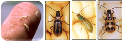 This agronomic image shows Western, Northern and Southern corn rootworm.