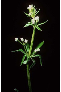 This agronomic image shows catchweed bedstraw weed.